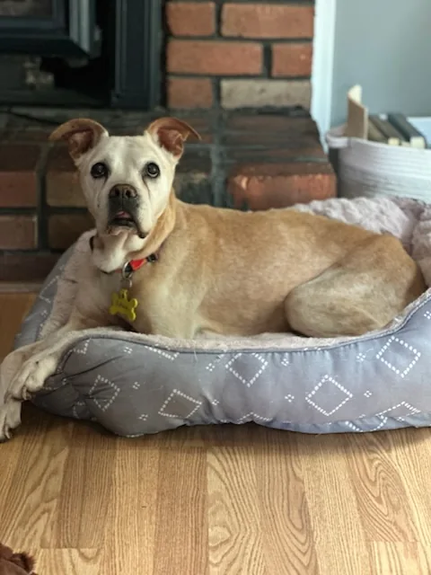 Athena the therapy dog resting on her bed